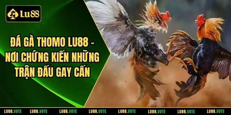 Đá gà Thomo